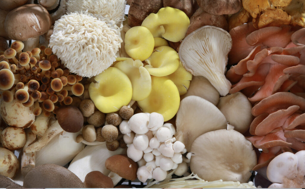 The Magical World of Mushrooms