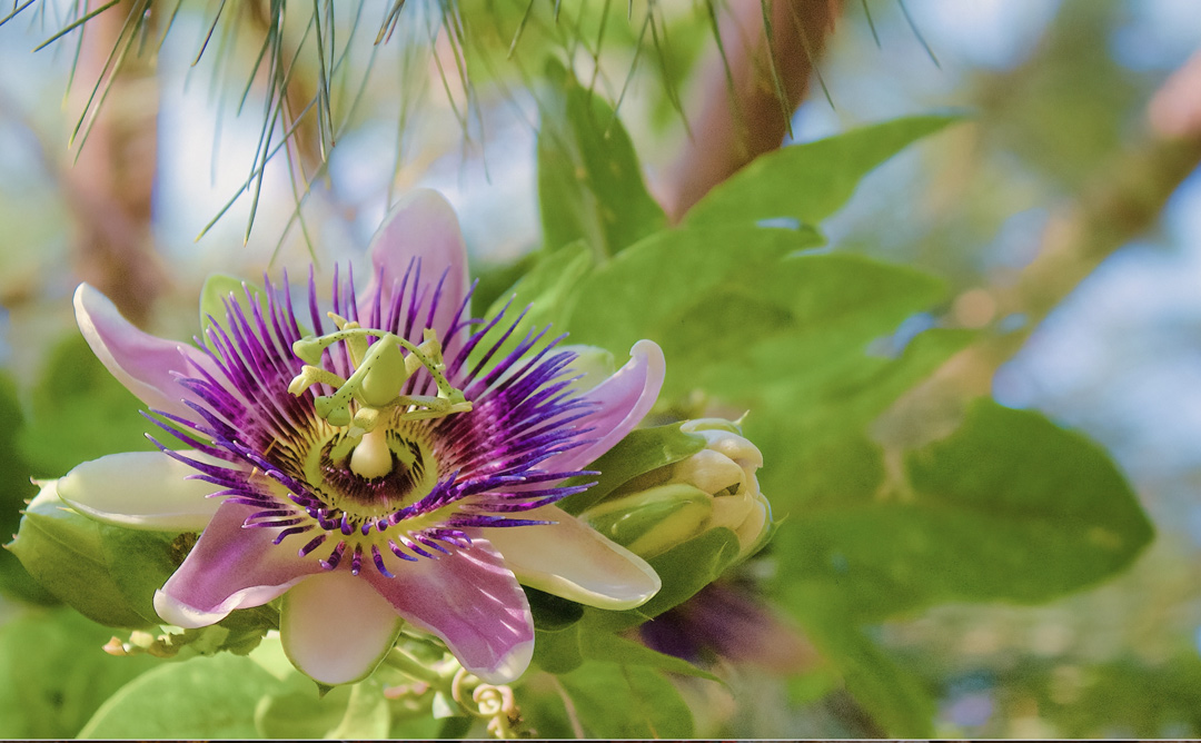 Passionflower vs. Beta-Blockers for Anxiety
