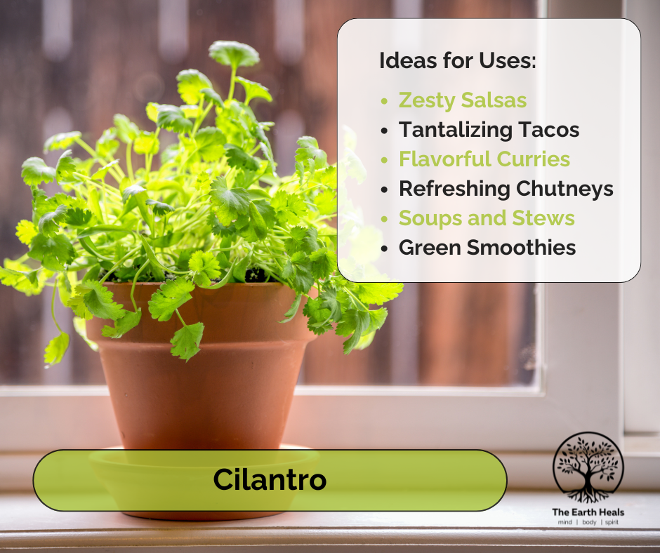 Cilantro