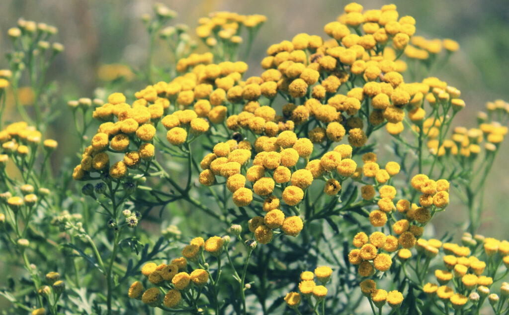 The Benefits of Blue Tansy for Skin Care